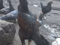 Chickens — ảnh 1
