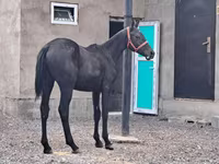 Адуу, Thoroughbred horse — 1 зураг