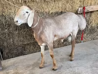 Ram, Arashan sheep — photo 4