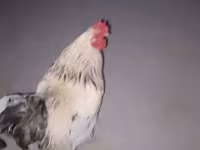Brahma — foto 4