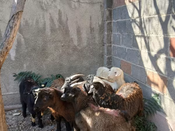 بز نر, بز