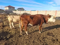 Tehén, Latvian Blue cattle — 2. fotó