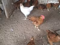 Chickens — عکس 5