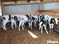 Бух, Russian Black pied cattle — 3 зураг