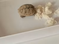 Kiçik quru tısbağa - Növ: Quru tısbağa (evdə saxlanıla bilən — foto 2