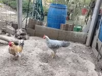 Chickens — foto 4