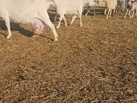 Ямаа, Saanen goat — 5 зураг