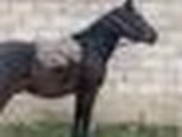 Kuda jantan, Horses — foto 7
