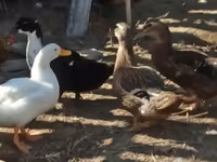 Ducks — foto 4