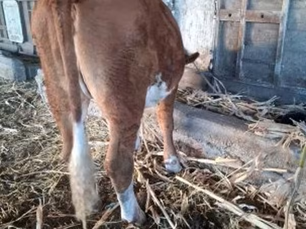 Lembu betina, Simmental cattle