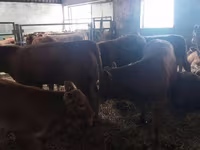 วัวตัวเมีย, Simmental cattle — รูปภาพ 2