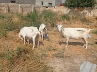 Capră, Saanen goat — foto 6