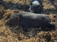 Babi jantan — foto 4