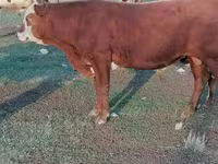 Ταύρος, Simmental cattle — φωτογραφία 3