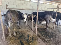 ወንድ በሬ, Swiss cattle — ፎቶ 4