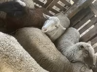 Biri-biri betina, Blackheaded Persian sheep — foto 2