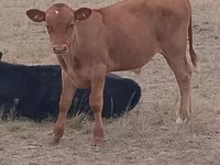 گاو نر, Swiss cattle — عکس 4