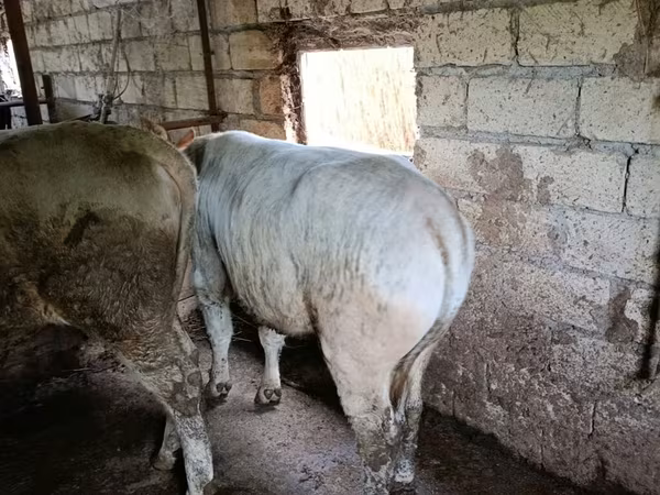 Bull, Cattle — Azerbaijan