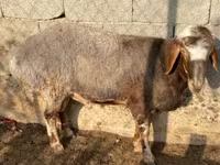 Ram, Schapen — foto 2