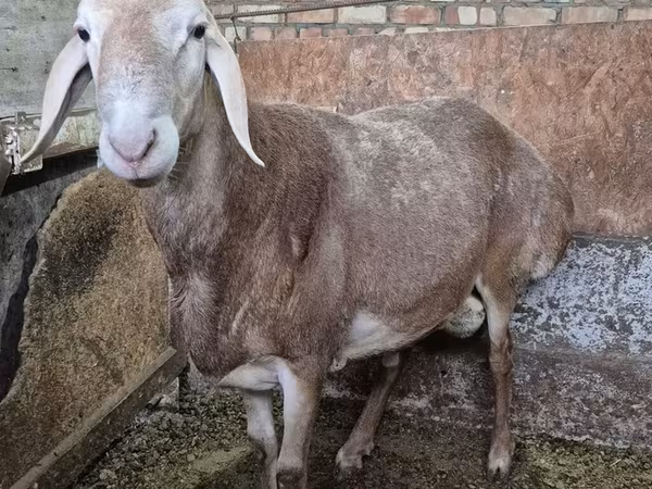 แกะตัวผู้, Rhon sheep