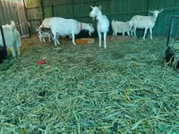 Էգ այծ, Pomellata goat — լուսանկար 6