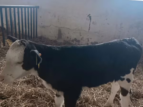 Sapi, Simmental cattle