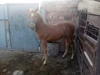 اسب نر, اسب — عکس 5
