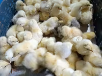 Chickens — รูปภาพ 3