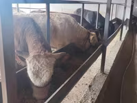 Buğa, Simmental cattle — foto 1