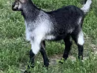 بکرا, Alpine goat — تصویر 4