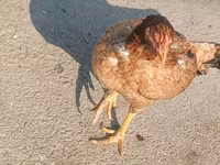 Chickens — foto 6