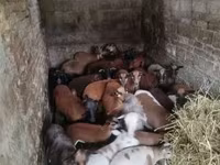 Schaf, Cameroon sheep — Foto 3