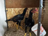 Chickens — fotografija 8
