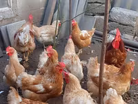 Chickens — الصورة 6