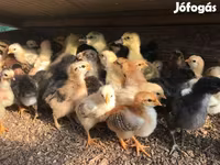 Chickens — zdjęcie 3