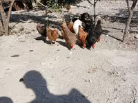 Chickens — zdjęcie 7