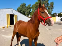 Kobila, Karabakh horse — fotografija 3