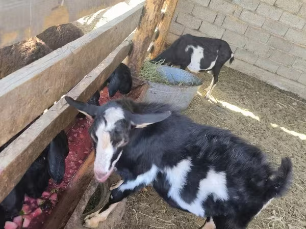 Kozioł, Alpine goat