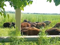 Biri-biri betina, Sheep — foto 4