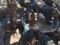 Ducks — foto 4