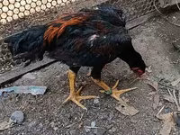 Chickens — Foto 2