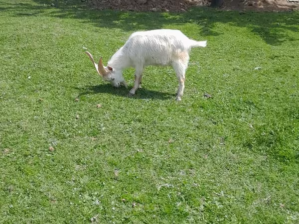 Cabro, Cabras
