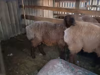 قوچ, Karakul sheep — عکس 3