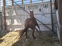 ঘোড়া, Arabian horse — ছবি 6