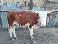 Býk, Simmental cattle — foto 1