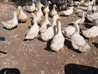 Ducks — fotografija 1
