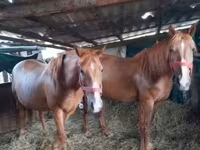 Merrie, Paarden — foto 2