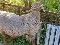 Ovce, Arashan sheep — foto 2