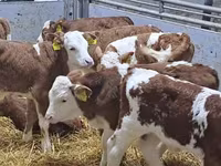 ІҚМ (топ, жынысы көрсетілмеген), Simmental cattle — 3-сурет