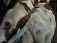گاو نر, Simmental cattle — عکس 8